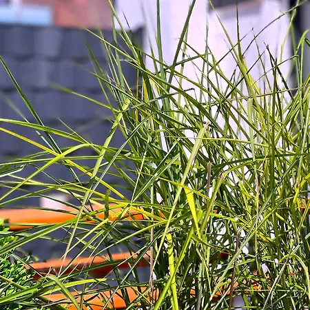 Mila Eg - By Mila Ferienarpartments - Hafen, Eigener Parkplatz, Terrasse